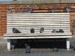 FZ024075 Pigeons on bench.jpg